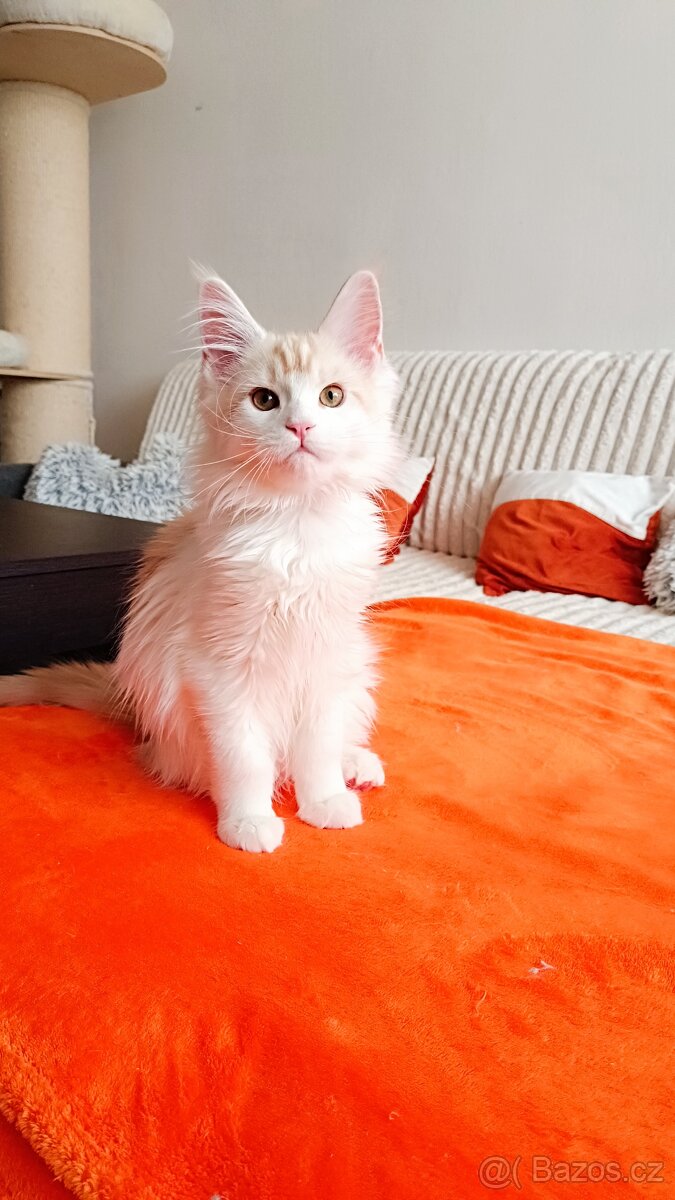 Mainská mývalí s PP - 2