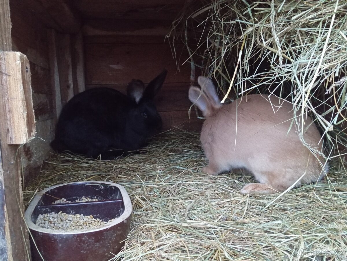 Králíci do chovu/na dokrmeni - 2