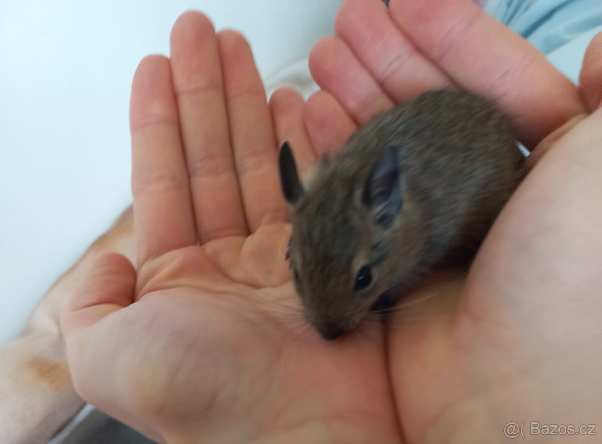 Osmák degu mláďata - dva samečci - 2