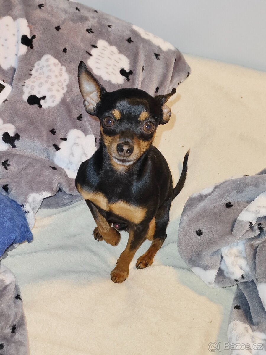 Krytí - Pražský krysařík mini - 2