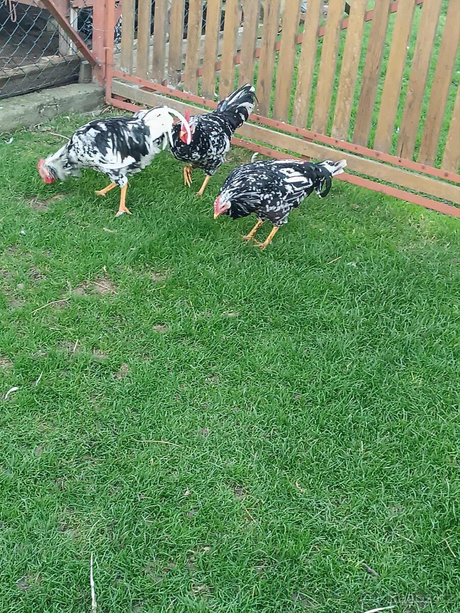 Kohouti vlaška exchequer - 2