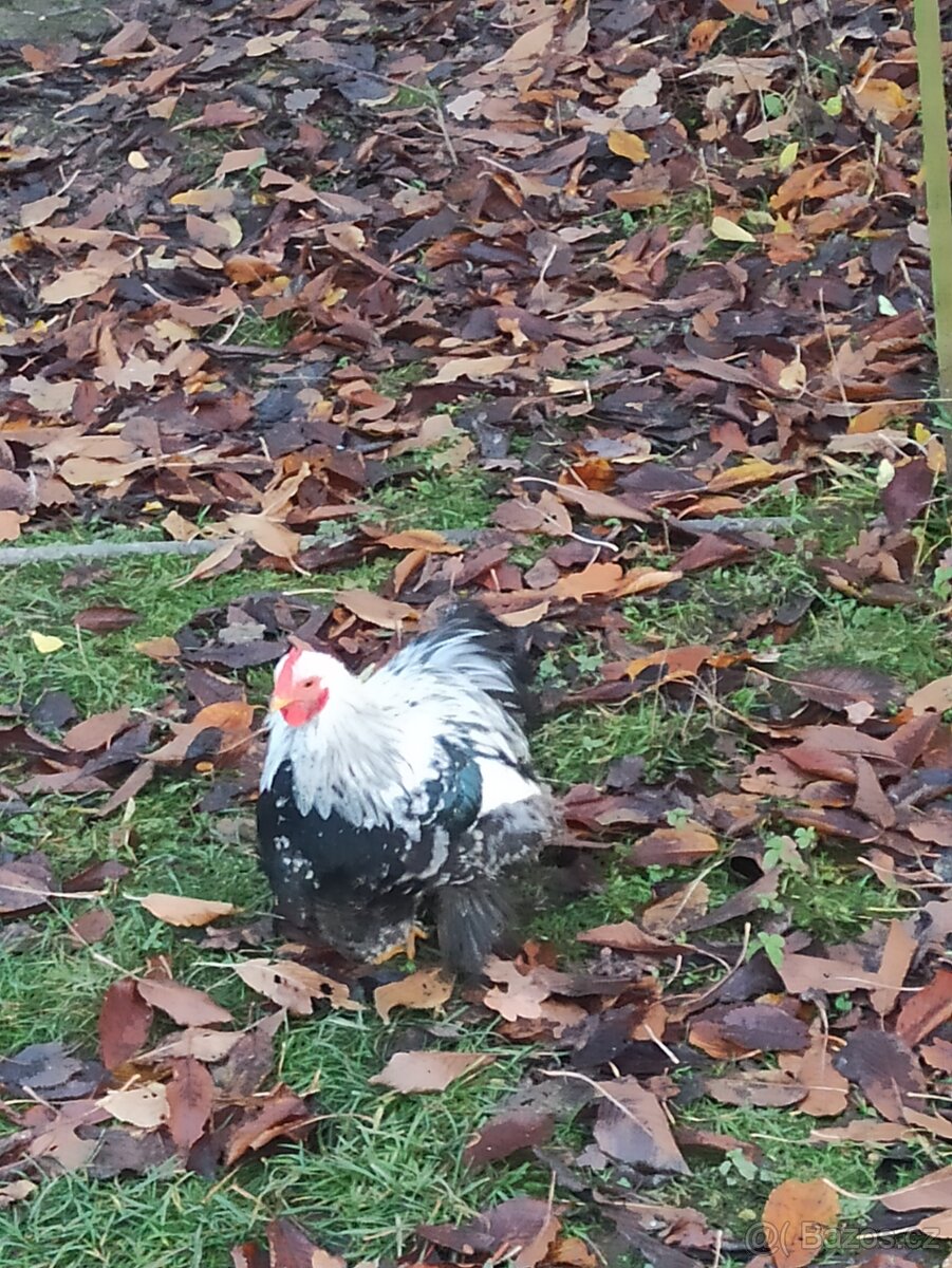 Zakrslá kočinka, kohoutci - 2