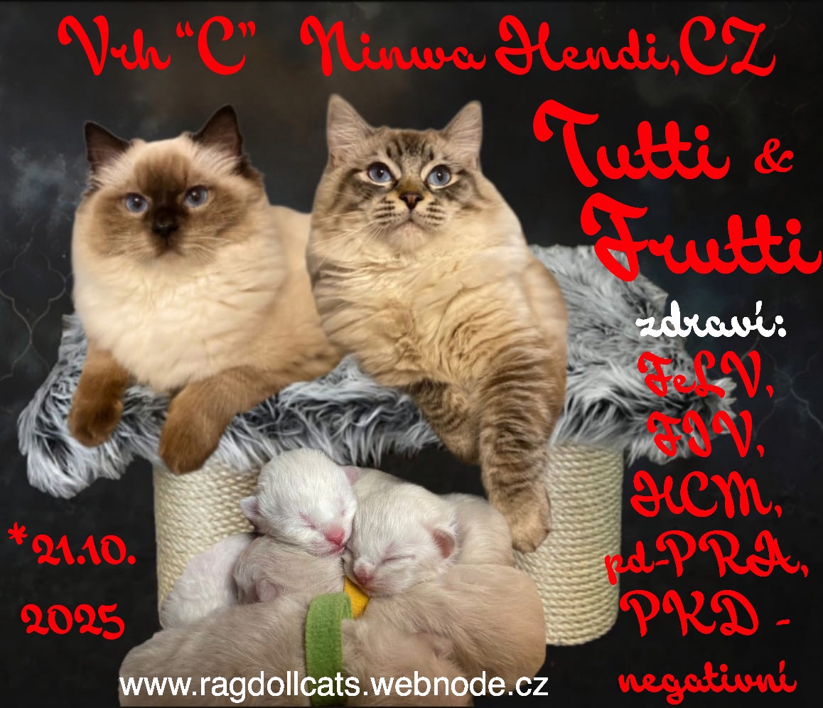 Ragdoll koťata s PP (FIFE) - 2
