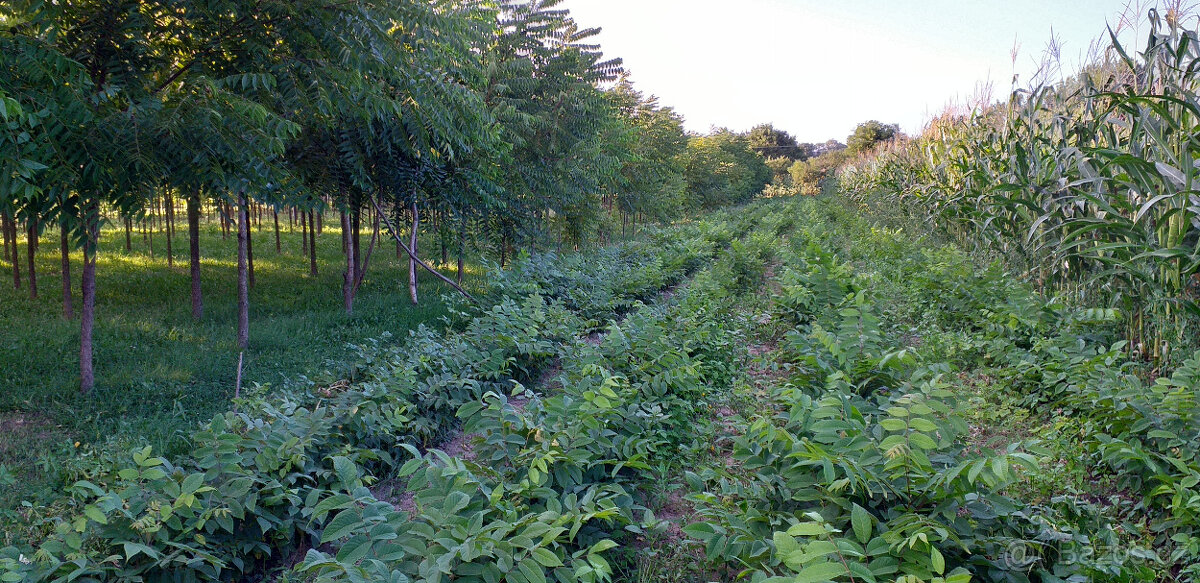 Ořech černý sazenice."Orech čierny - Kotora" - 2