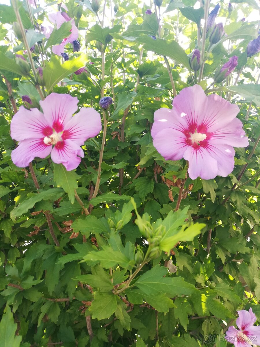 Ibisek venkovní syrsky nádherné květy - 2