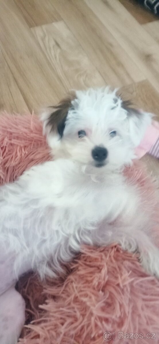 Čínský chocholatý pes - 2