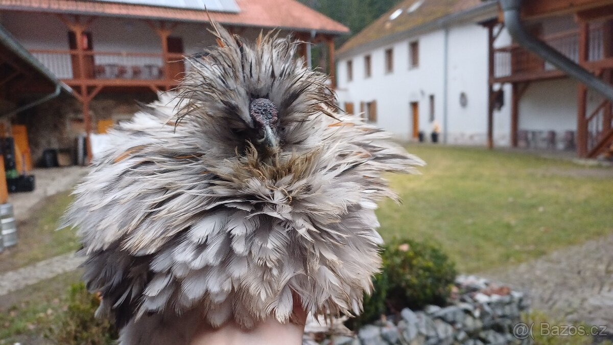 Hedvábnička kohout - 2