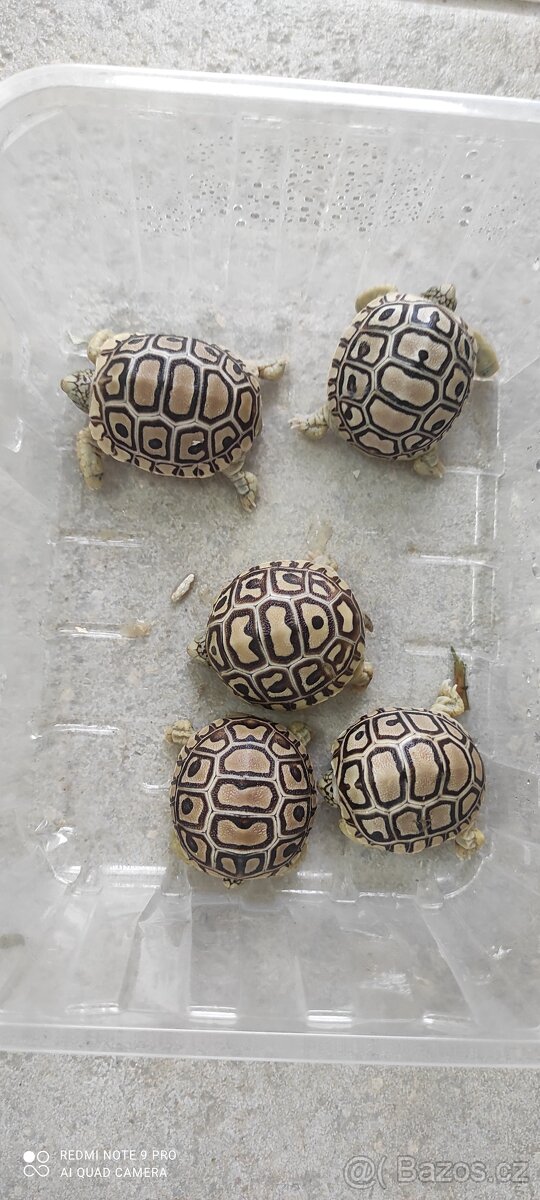 Želva pardálí - 2