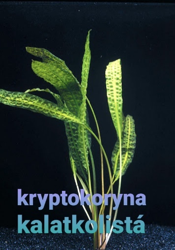 Akvarijní rostliny - 2