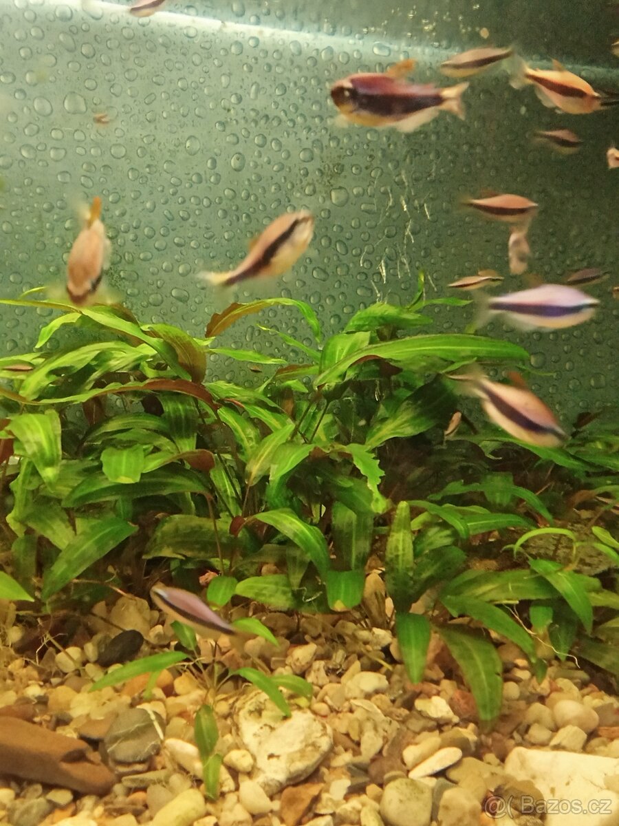 Tetra císařská - 2