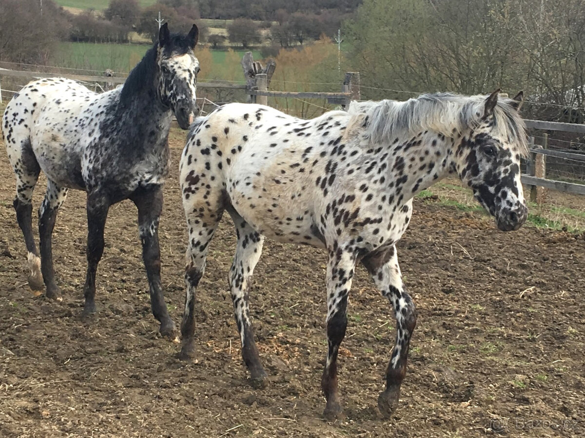 Appaloosa - 2