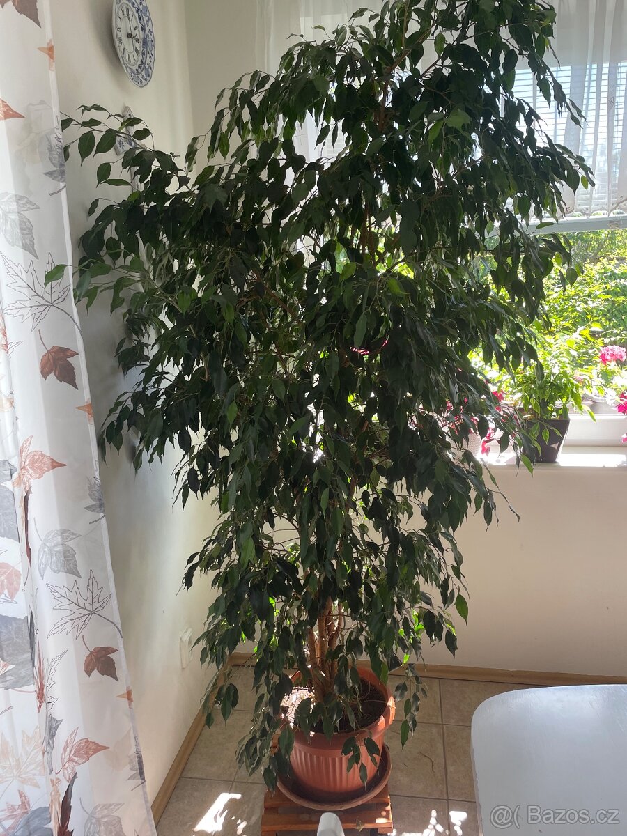 Prodám fikus benjamina - 2