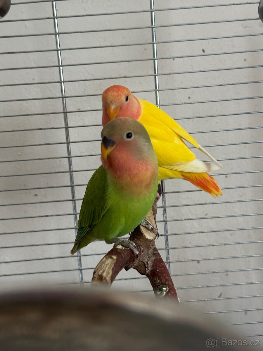 Agapornis růžohrdlý - 2