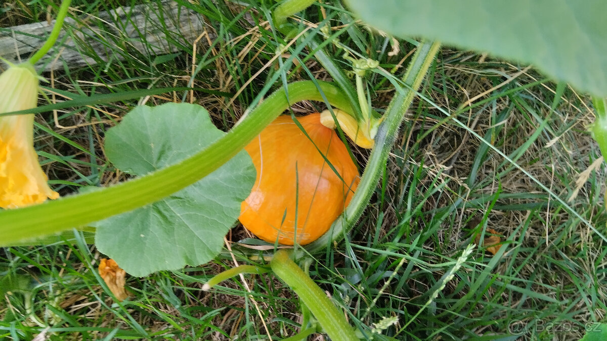 cukety, dýně - 2