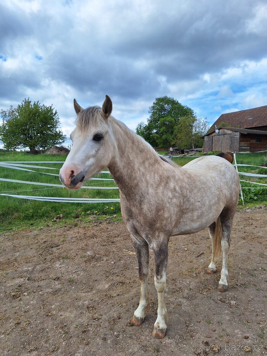 2 letý valášek welsh pony - 2