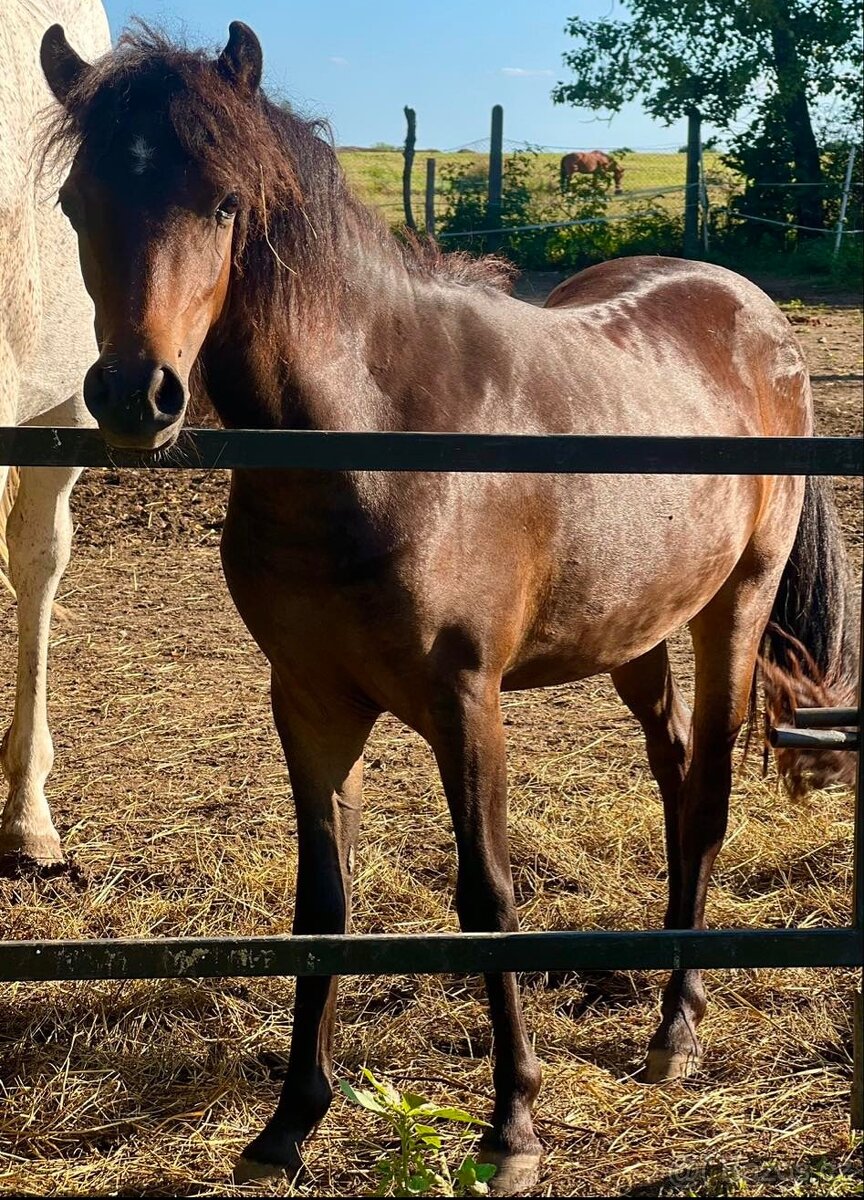 Pony - 2