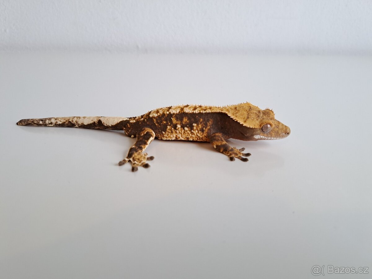 pagekon řasnatý... - 2