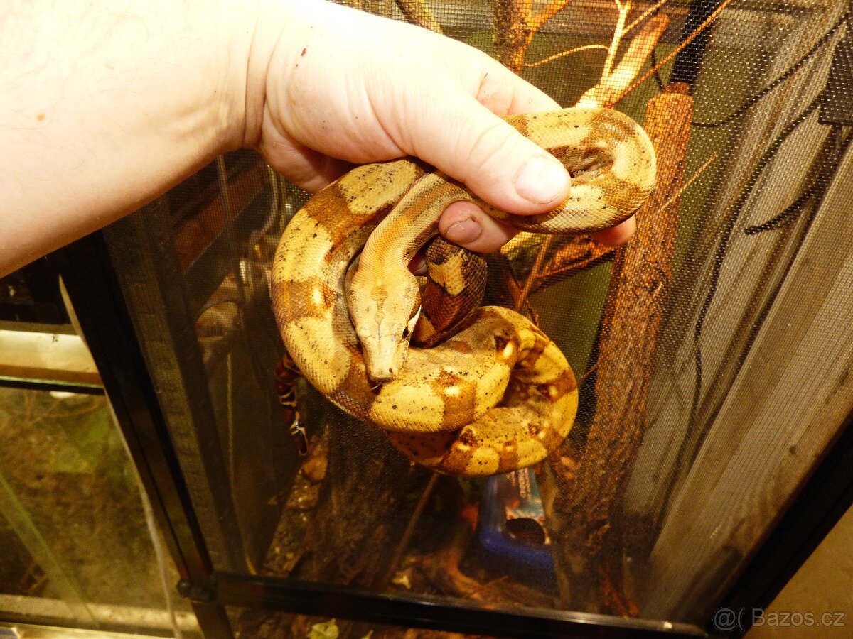 Hroznýš královský (Boa constrictor) - 2