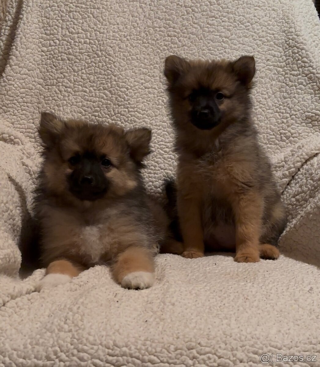 Německý špic střední - fenky - 2