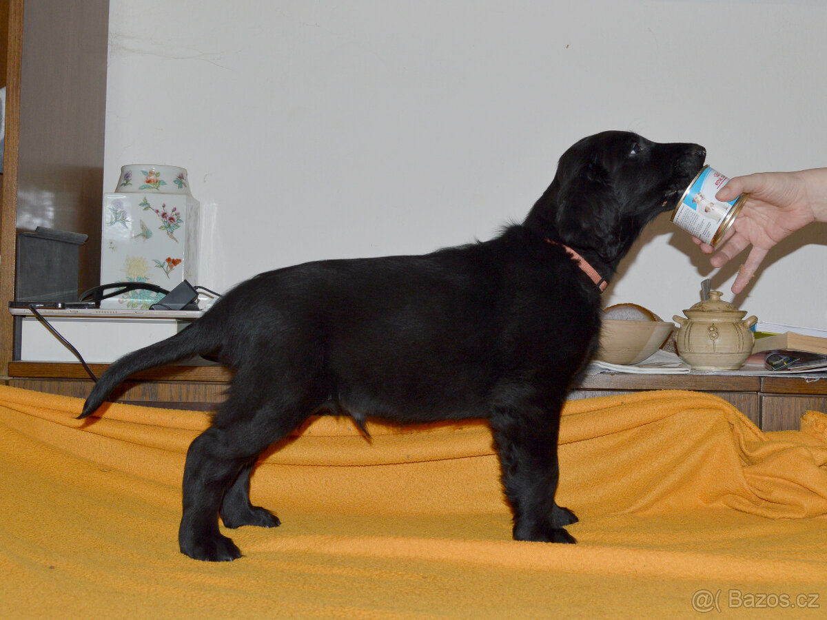 Flat coated retriever černý pejsek s PP - 2