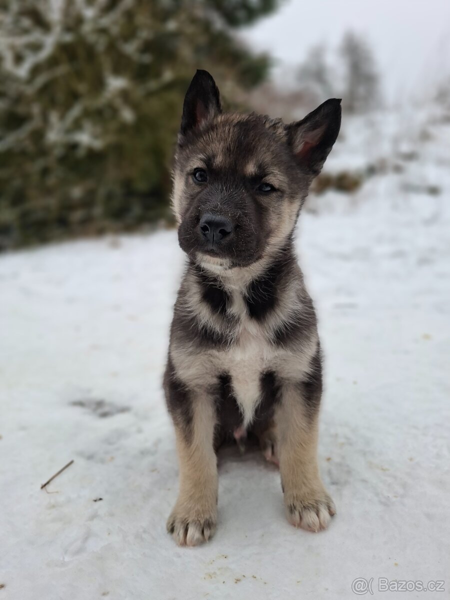 Sibiřský husky s PP - 2