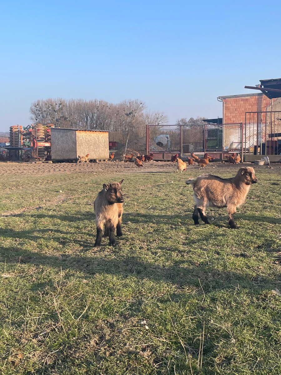 Holandská zakrslá koza - 2