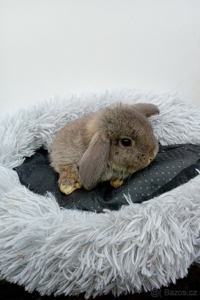 Zakrslý beránek G3 - 2