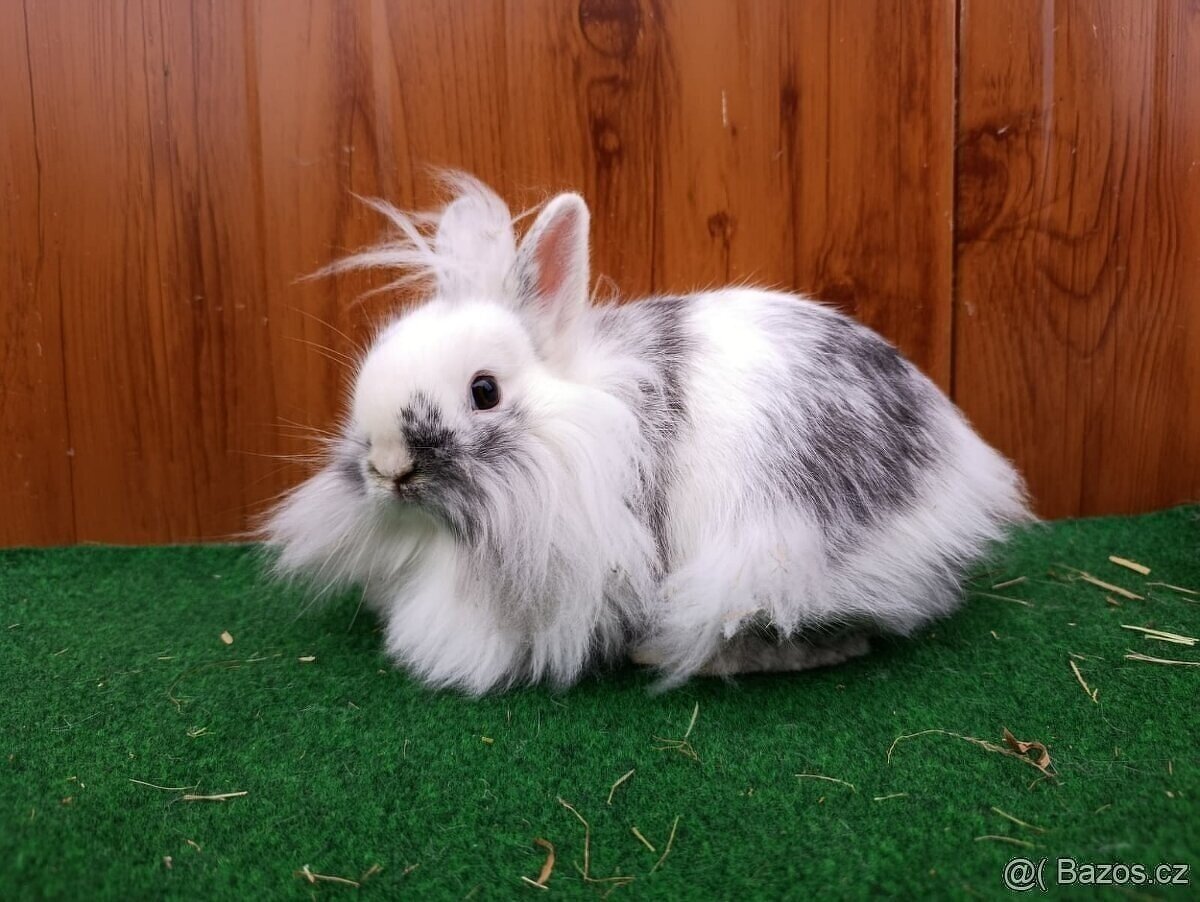 Zakrslý králíček - 2