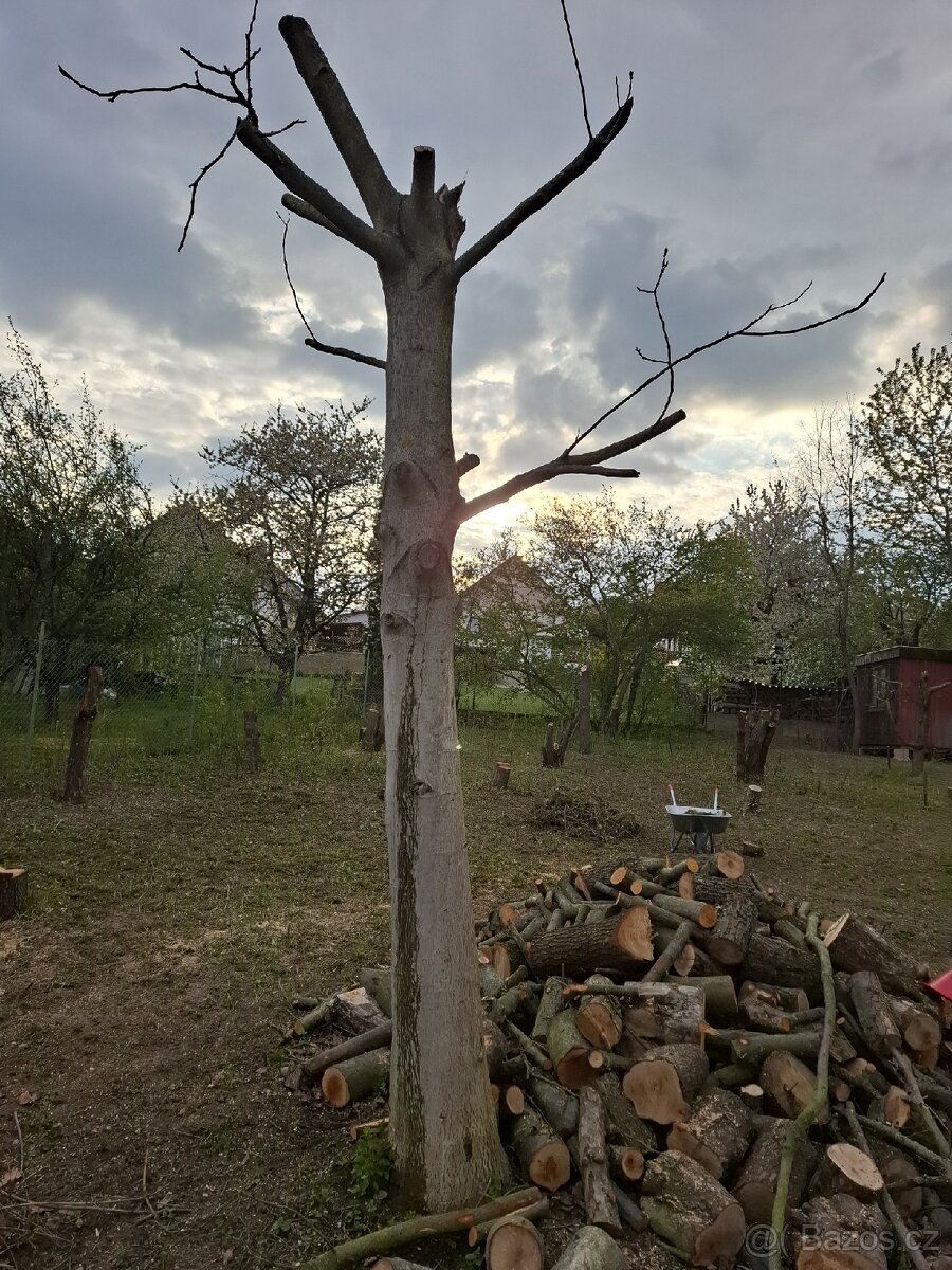 Prodám kmeny ořechu - 2