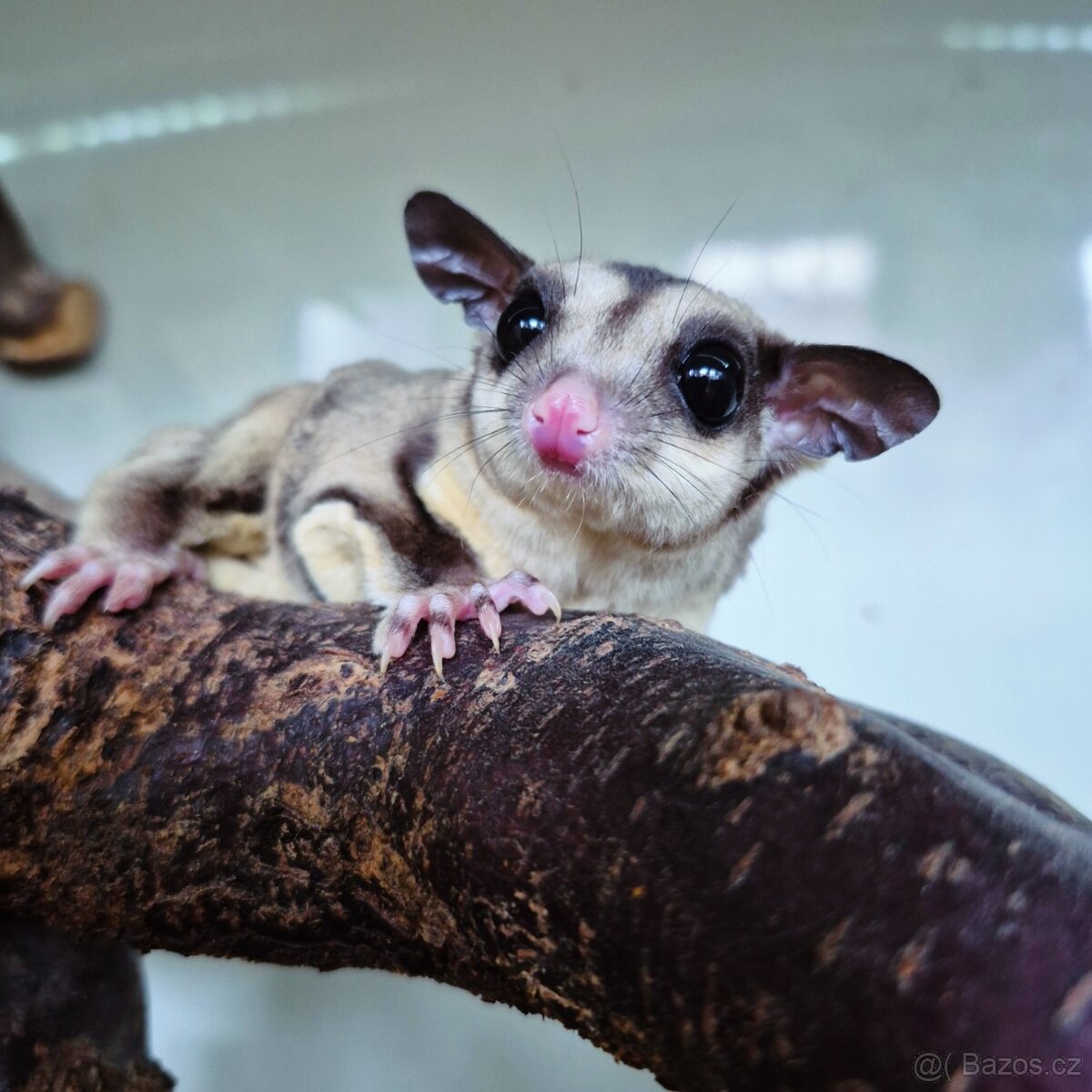 Vakoveverka letavá - 2