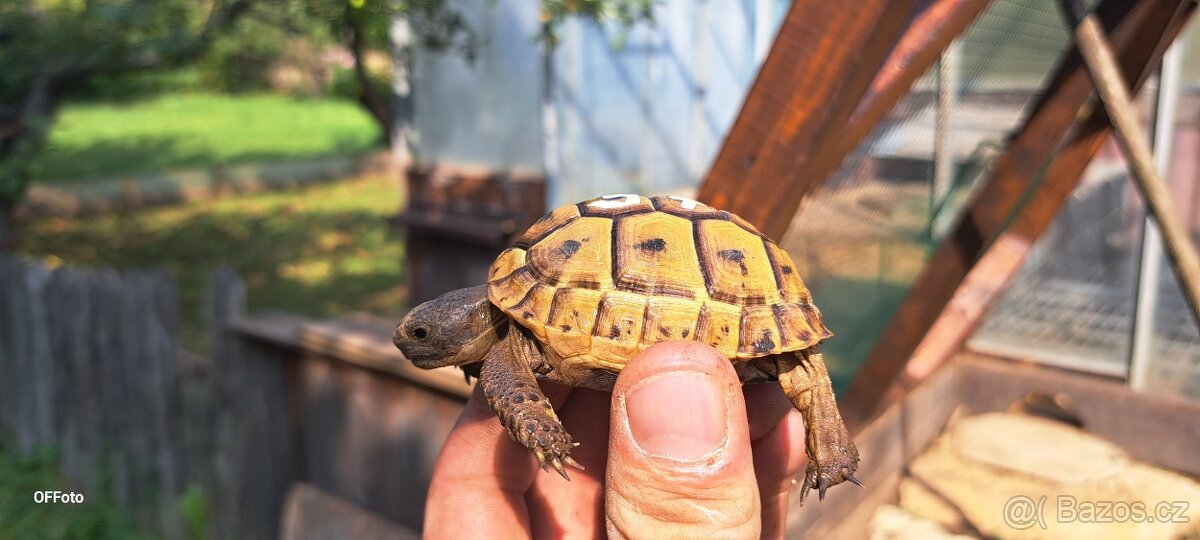 Želva žlutohnědá - 2