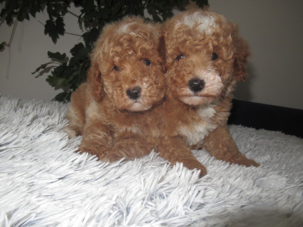 Maltipoo štěňátka - 2