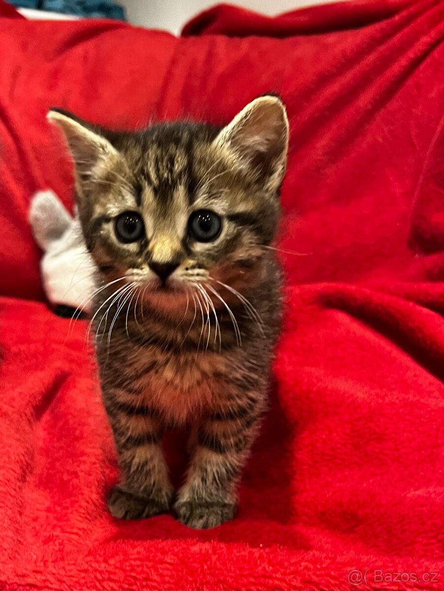Daruji koťátka - 2