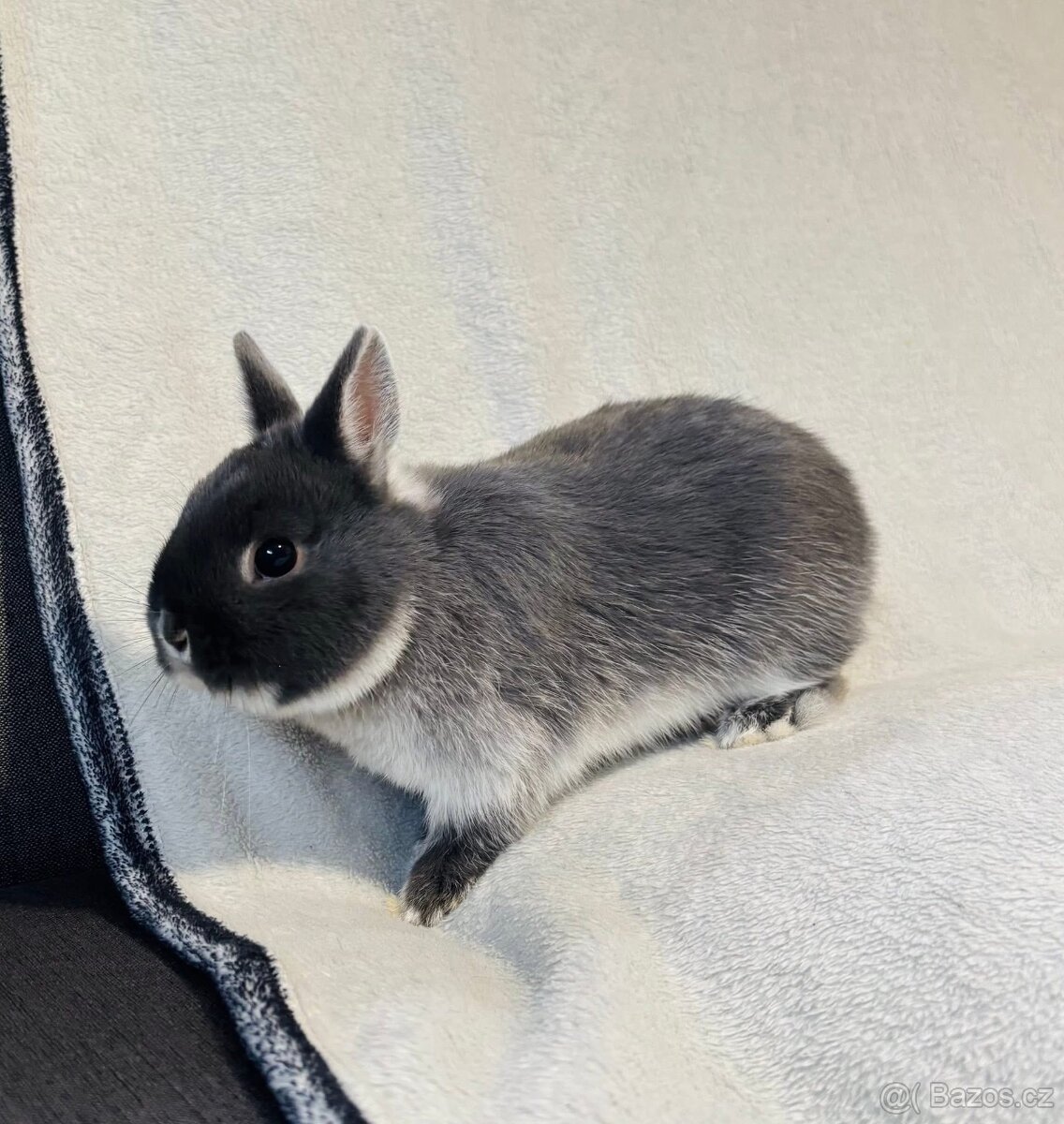 Zakrslý králík - 2
