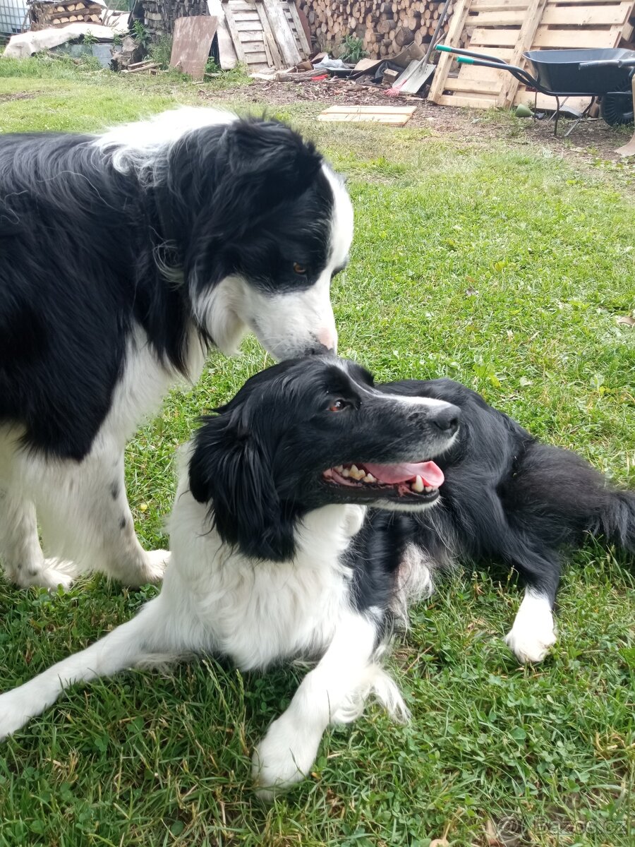 Štěňata Border kolie - 2