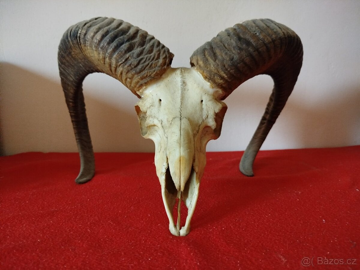 Mufloní lebka - 2