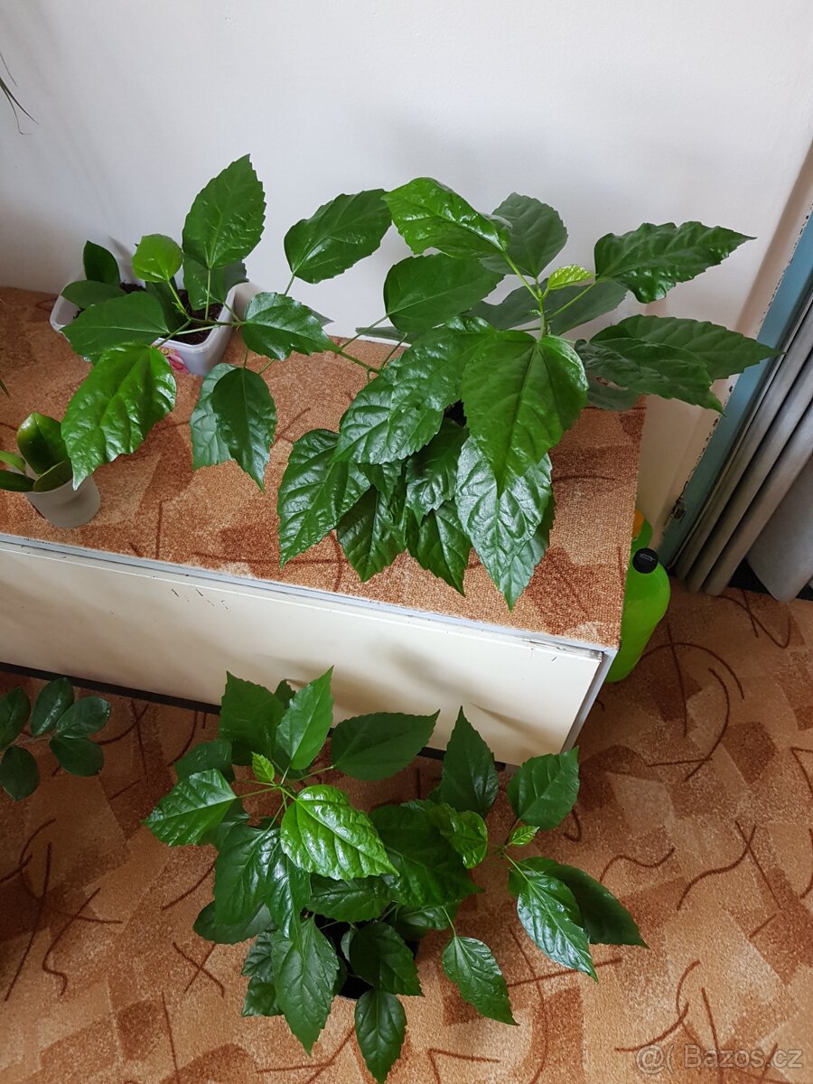 Krásné domácí květiny - 2