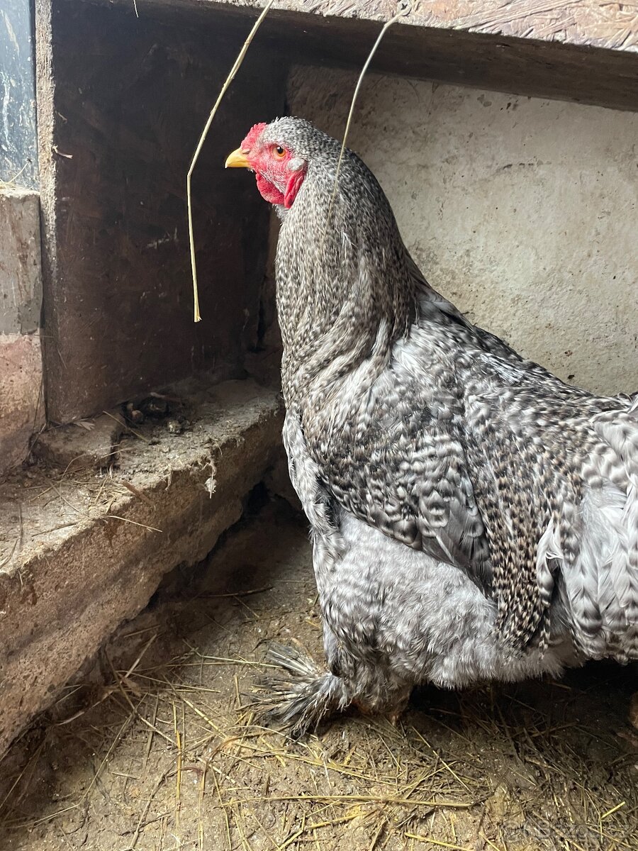 Brahmánka velká krahujčí kohout - 2