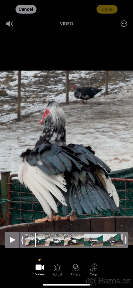 Kačer (čínský-pižmový) - 2