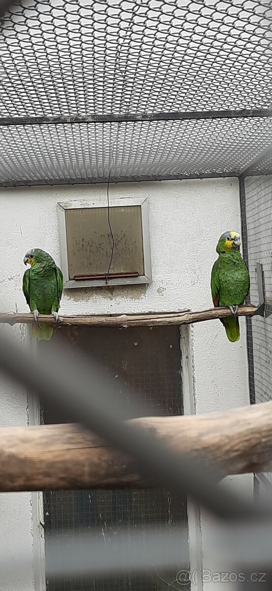 Amazoňan oranžovokřídlý - 2