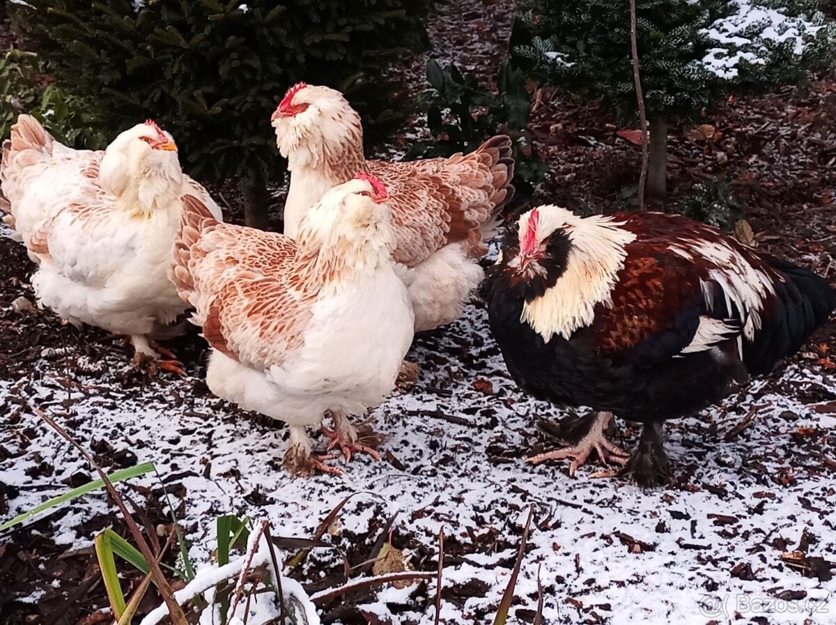 Faverolka násadová vejce - 2