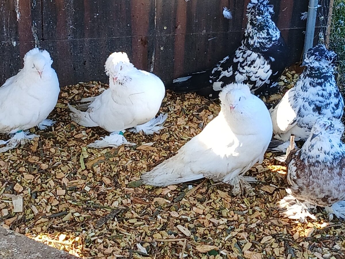 Holub maďarský obr - 2