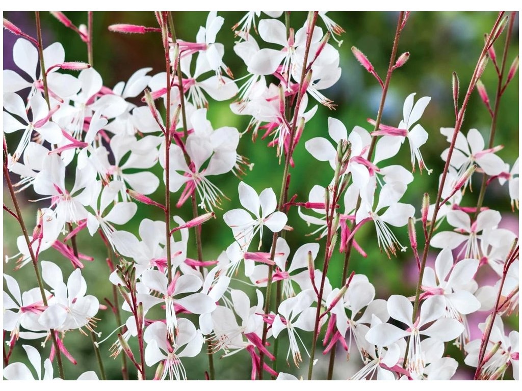 Gaura/svíčkovec bílý - 2