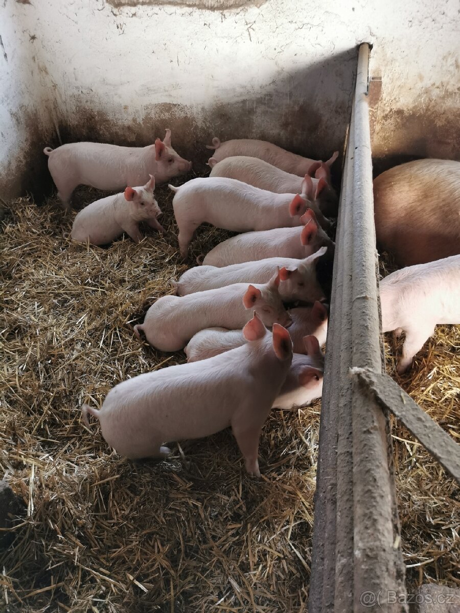 Selata na prodej - 2