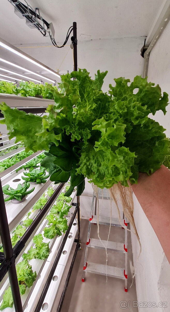 AQAPONICKA FARMA Pronajem - 2