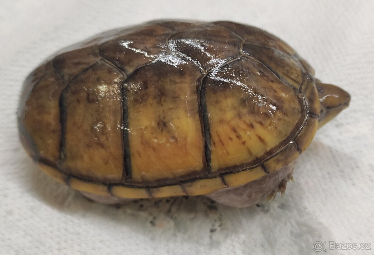 Klapavka obecná + vybavení. - 2