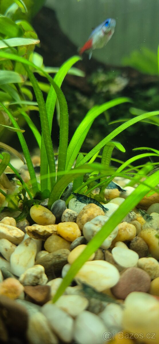 Modré krevetky ( Neocaridina Blue Dream) - 2