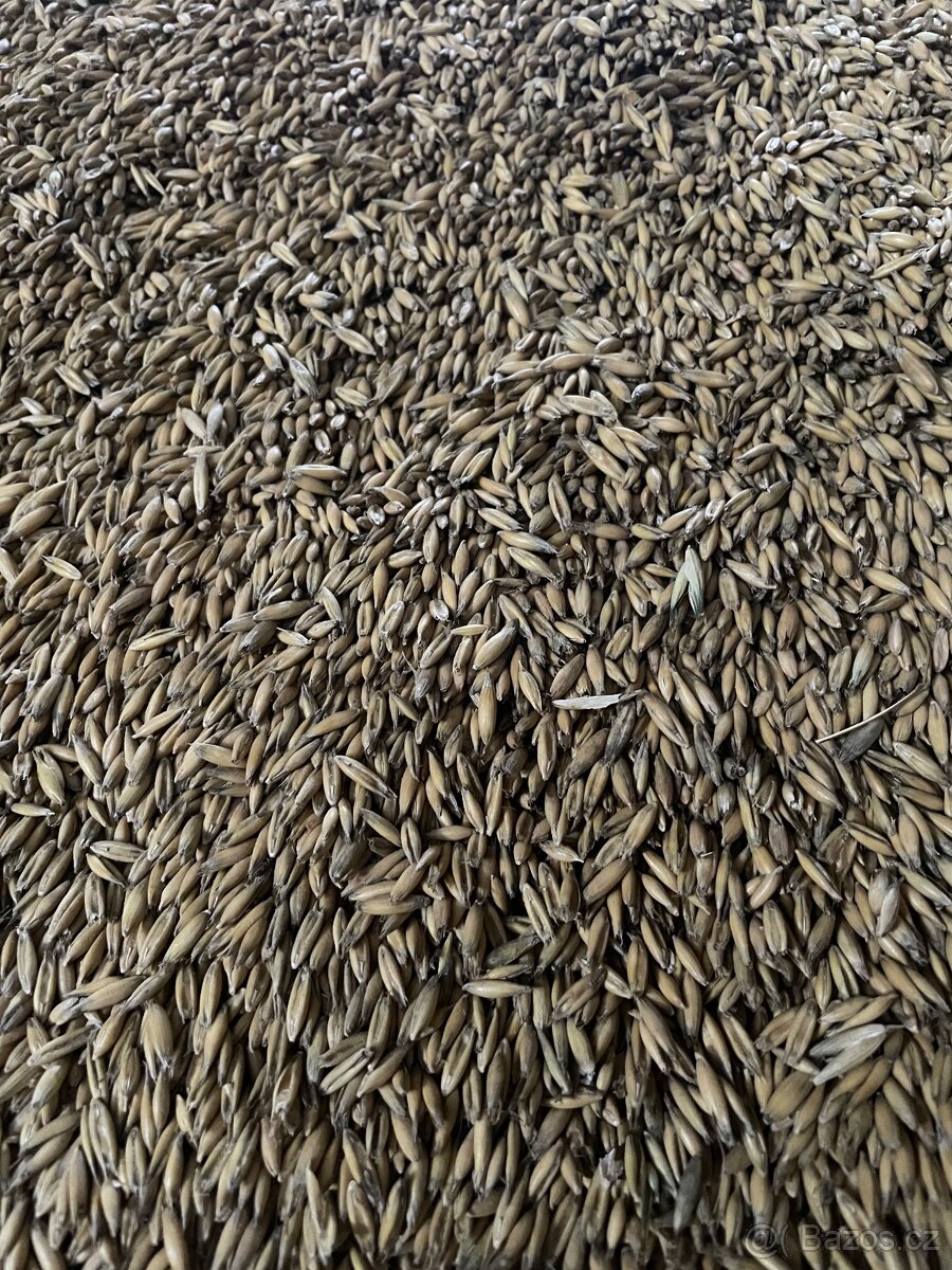 Pšenice, ječmen, oves - 2