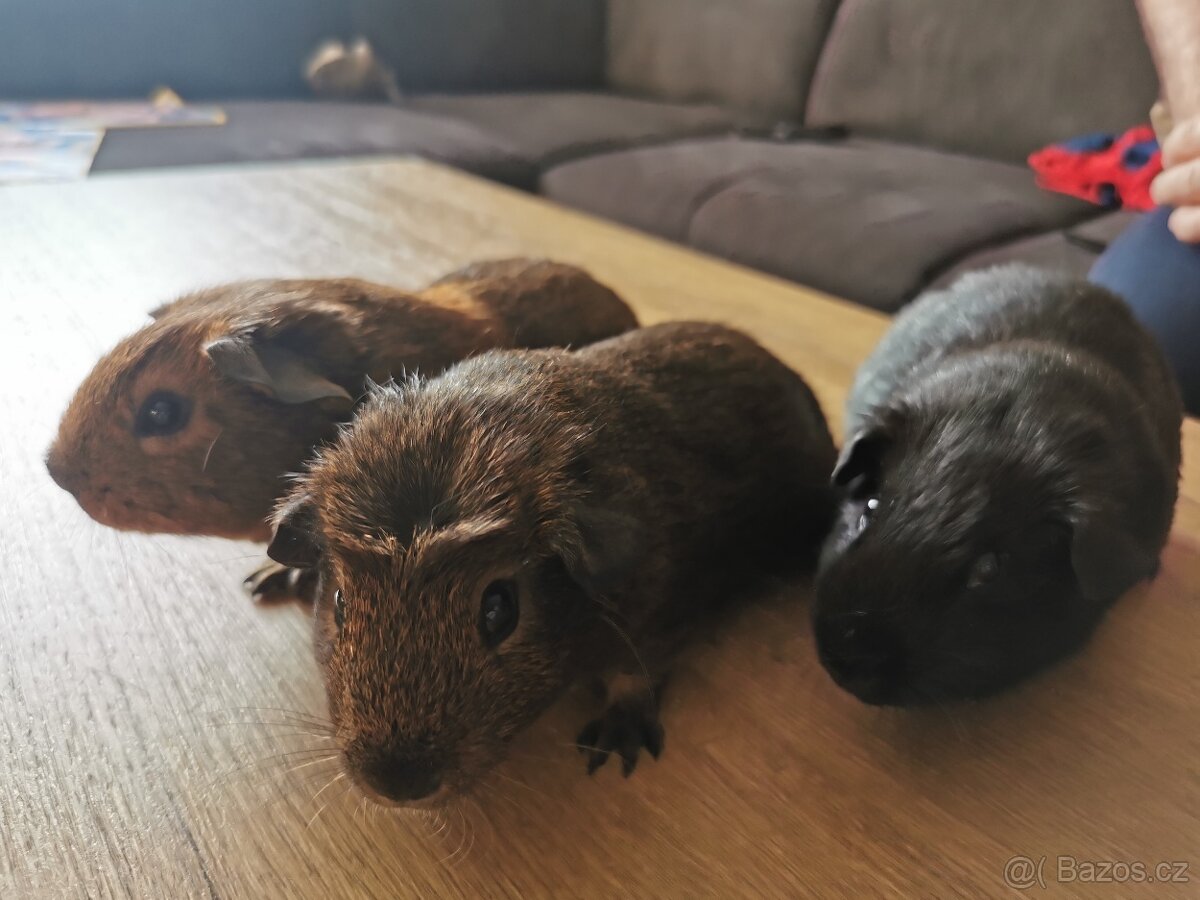 Prodám morčata - 2