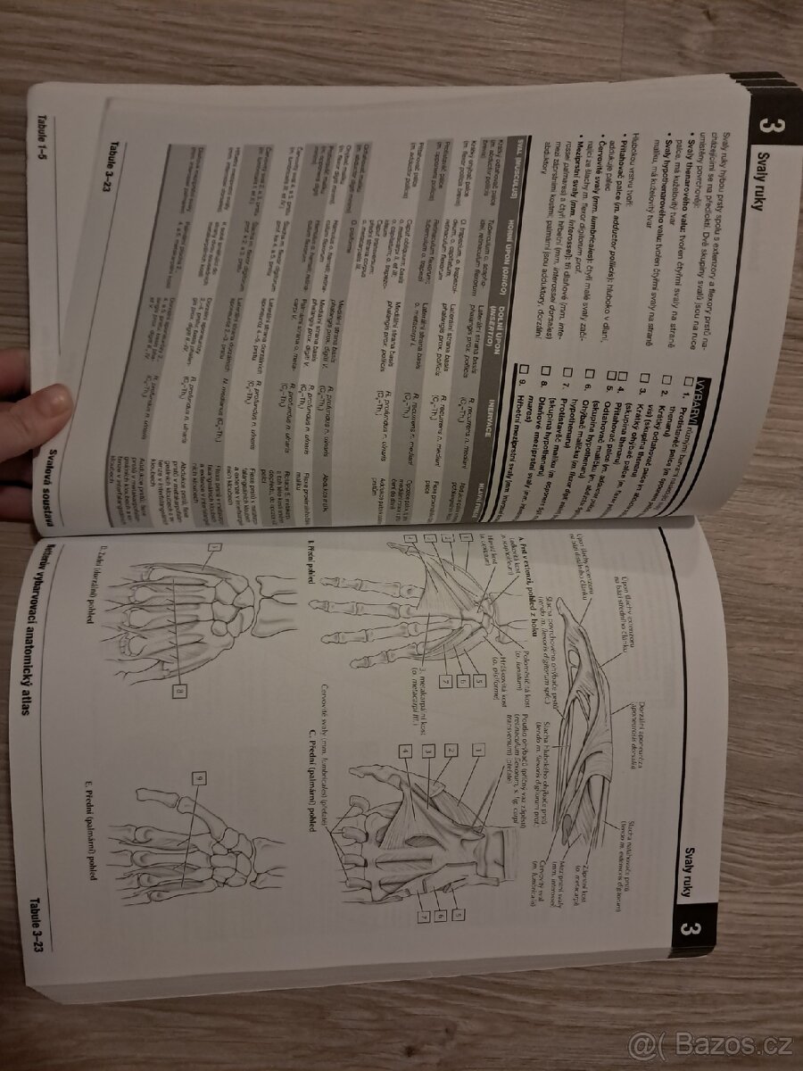 Anatomie - vybarvovací - 2